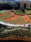 Dani Mandarina