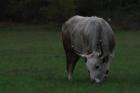 Vana Pana ivotinja-An Importanat Grazing Animal