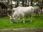 Istarski Bokarin- Istrian Cattle