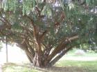 Taxus Baccata-Tisa