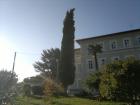 Cupressus Sempervirens-Dalmatinski empres