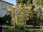 Cercis Siliquastrum-Judino Drvo