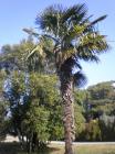 Chamaerops Humilis-Palma