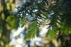 Taxus