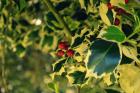 Ilex Aquifolium
