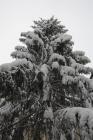 DIS_0215