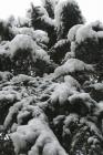 DIS_0216