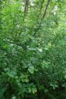 DIS_0956