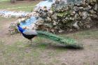 Paun-
