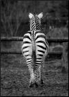 ZOO