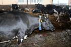 Holstein Frisian