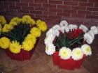 IMG_0976 (Medium)