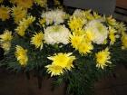 IMG_0983 (Medium)