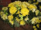 IMG_0984 (Medium)