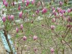 Magnolija