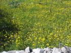 Proljece (1)