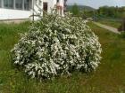 Proljece (21)