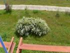 Proljece (24)