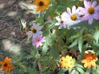 DSCN1597