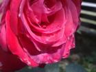 Slika0392